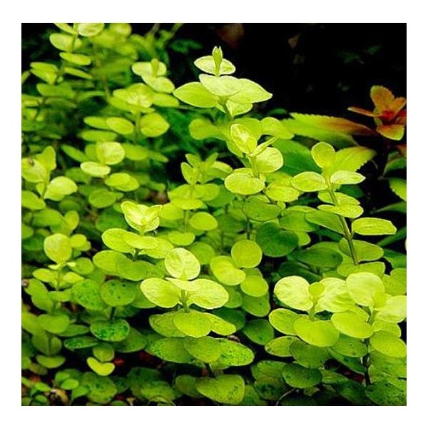 Akvaryum Bitkileri Lysimachia Nummularia Aurea Saksı Canlı Bitki Evcil Hayvan Ürünleri Fiyatı
