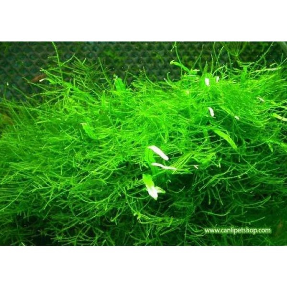 Akvaryum Bitkileri Moss " Java Moss " 1 Paket Evcil Hayvan Ürünleri Fiyatı