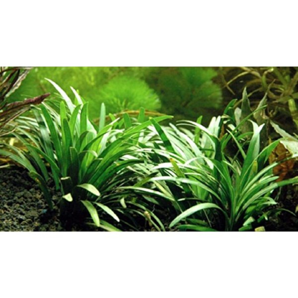 Akvaryum Bitkileri Ophiopogon Japonicus Minima (Zemin) 3 Kök 1 Saksı 4-5 cm Evcil Hayvan Ürünleri Fiyatı