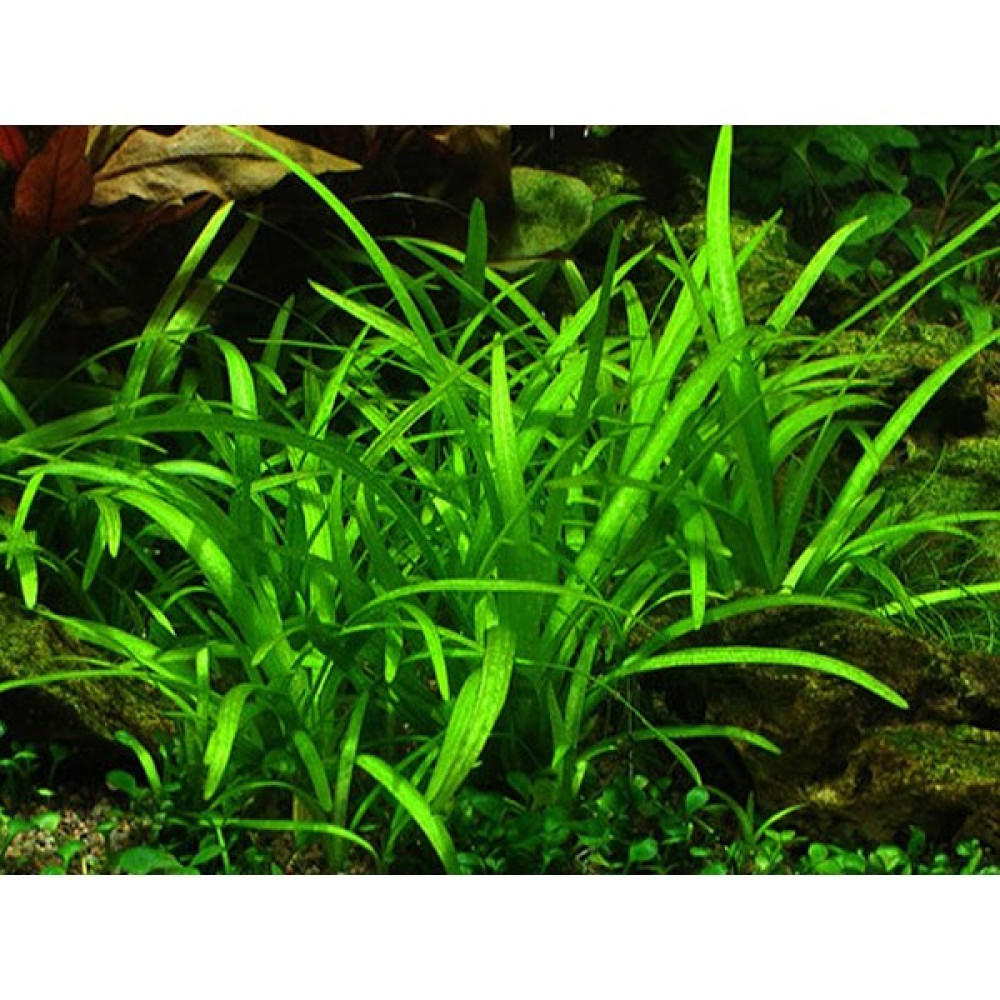 Akvaryum Bitkileri Sagittaria Subulata Evcil Hayvan Ürünleri Fiyatı