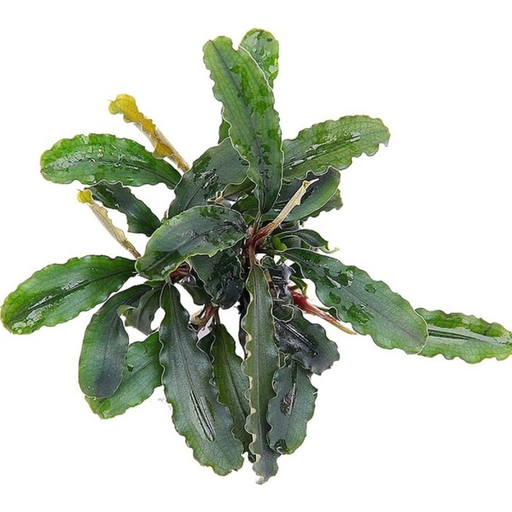Akvaryumbitkileri Bucephalandra green wavy - Akaryum Canlı Bitkisi Nadir Tür Evcil Hayvan Ürünleri Fiyatı