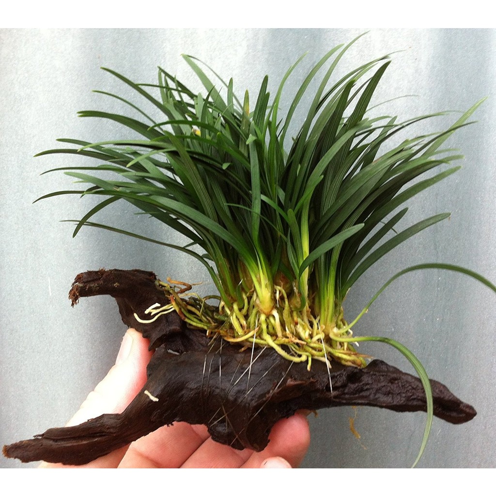 Akvaryumbitkileri Ophiopogon japonica - 1 Kök Evcil Hayvan Ürünleri Fiyatı