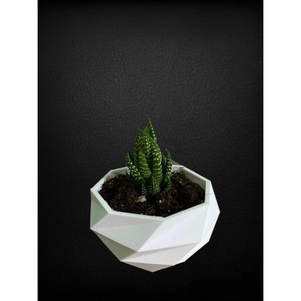 Alalbak 3d Desenli Saksı Mini Hediyelik Sukulent Saksısı - Beyaz - 10/5cm Saksı ve Aksesuarları Fiyatı