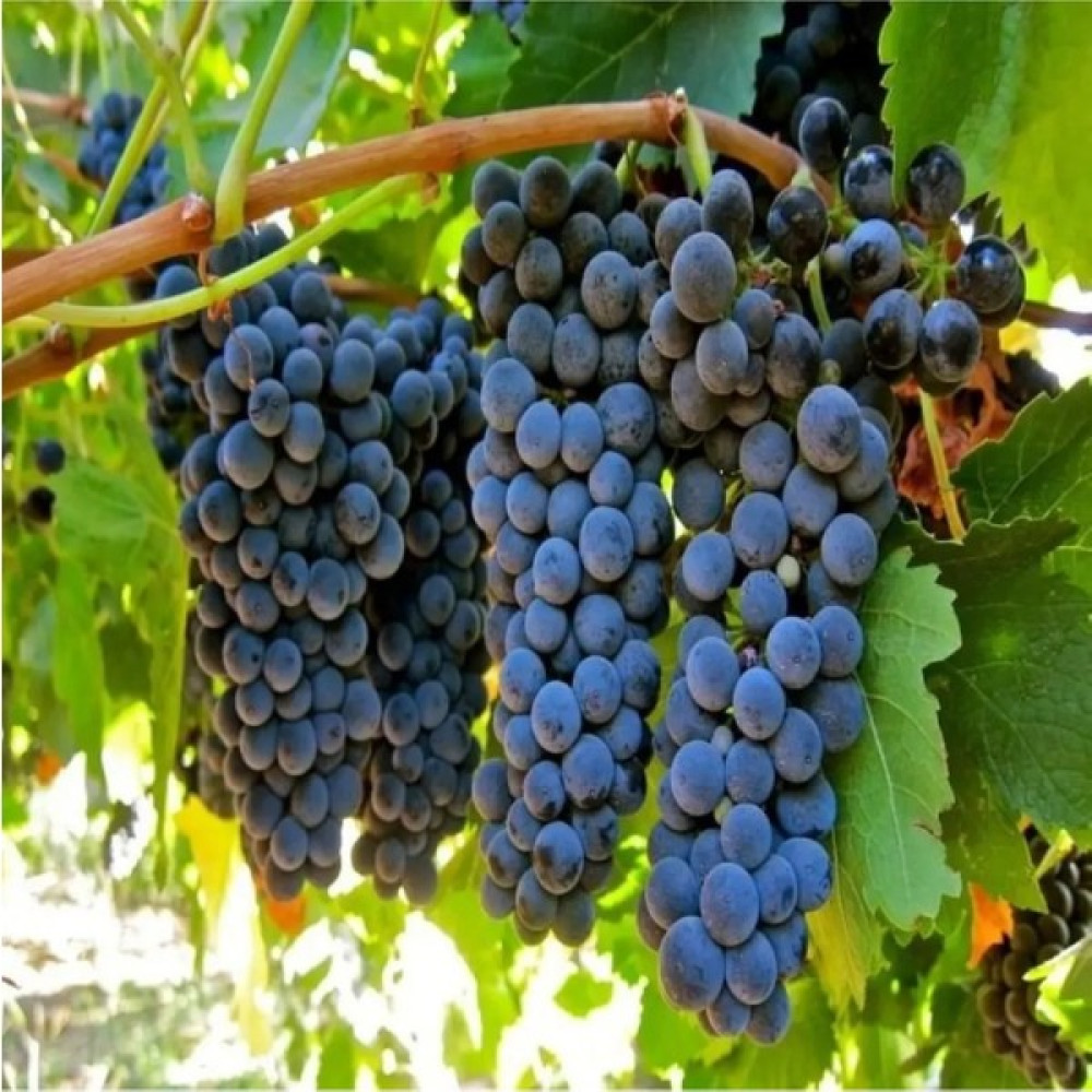 Alioğlu 3 Adet Açık Kök Şiraz Üzüm Fidanı 2 Yaş Syrah Oto Boyaları Fiyatı