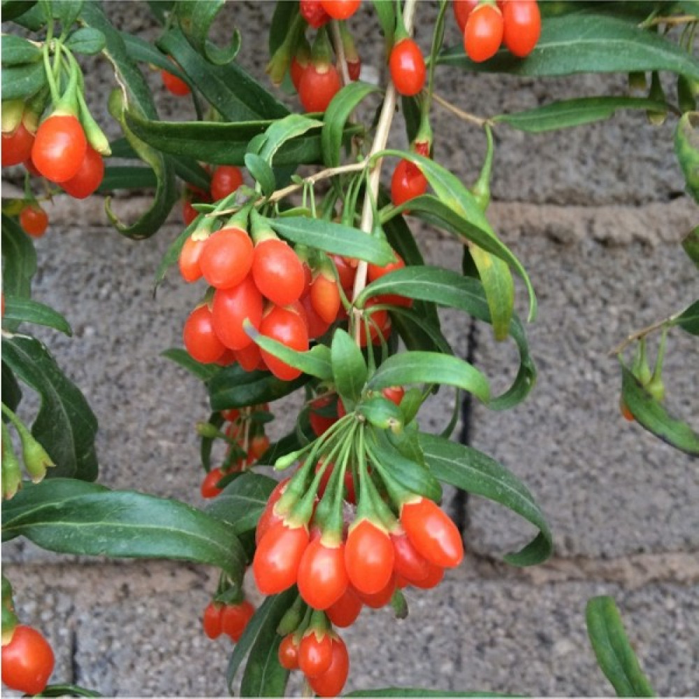 Alioğlu Nq1 Goji Berry Fidanı Tüplüdür - 1 Adet Oto Boyaları Fiyatı