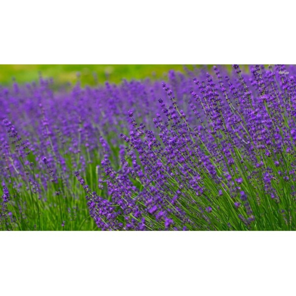 Alioğlu Tüplü Angustifolia Lavanta Fidanı - 1 Adet Oto Boyaları Fiyatı