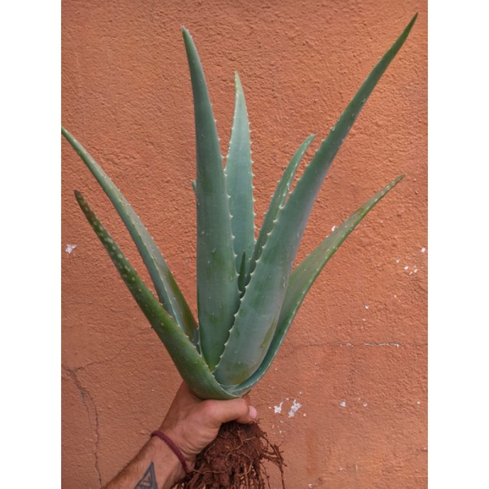 Aloe Vera Bitkisi, Odunsu 40 cm Çok Büyüyen Aloe Vera Fidanı, Saksısız Köklü, Aloe Vera Plant, Hediyeli Fidan Fiyatı