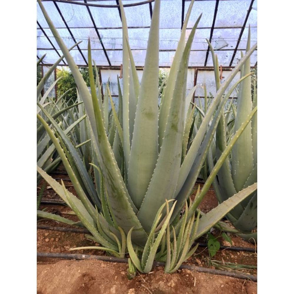 Aloe Vera Bitkisi, Tıbbi Aloe Vera, 50 cm Çok Büyüyen Aloe Vera Fidanı, Yavru Hediyeli, Saksısız Köklü, Aloe Vera Plant, - Fidan Bitki Fiyatı