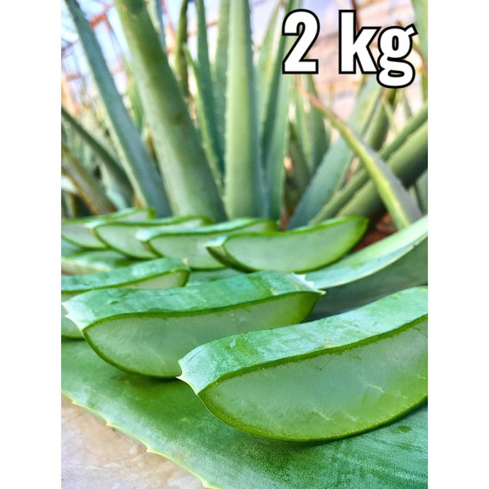 Aloe Vera Jel için Aloe Vera Yaprak, 2 Kg Aloevera Jel Yaprak Bitki Fiyatı