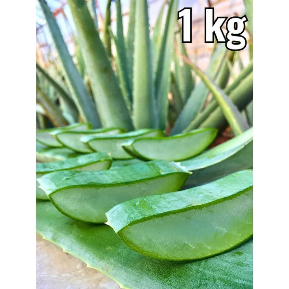 aloe vera jel için Aloe Vera Yaprak, alovera jel için Doğal, Aloe Vera Leaf - Fidan Bitki Fiyatı
