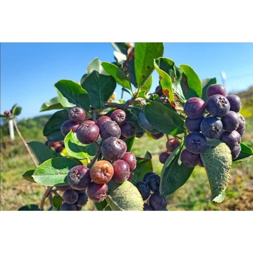 Alparonya 10 Adet Tüplü aronya fidanı (Aronia) Viking Chokeberry 1 yaş Fidan Fiyatı