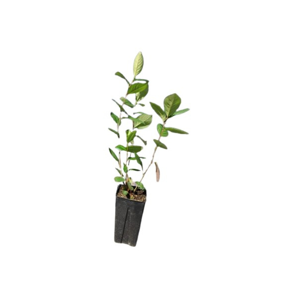 Alparonya dan 1 Adet Tüplü Aronya fidanı (Aronia) Viking Chokeberry 2 Yaş Fidan Fiyatı
