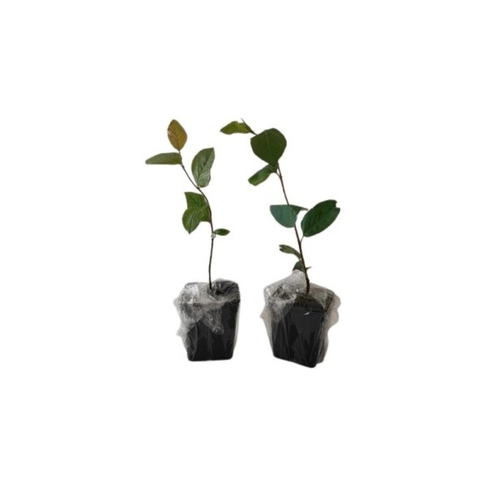 Alparonya dan Aronya Fidanı (Aronia)Tüplü Viking Chokeberry 1 adet Fidan Fiyatı