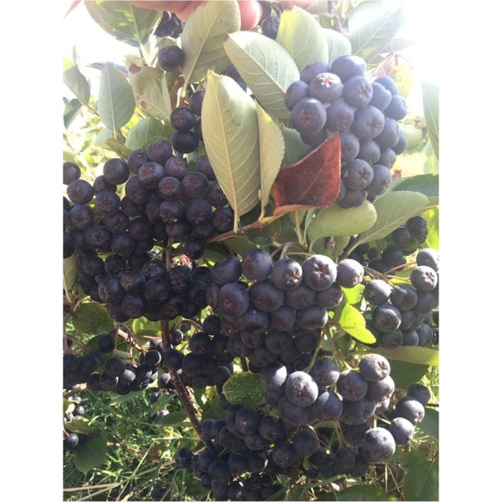 Alparonya Tüplü aronya Fidanı (Aronia) Viking Chokeberry Fidan Fiyatı