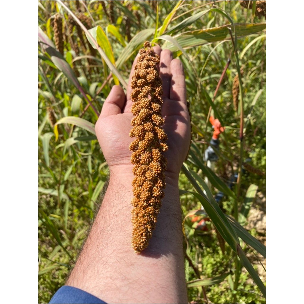 Altın Ekin Doğal Kızıl Daldarı 1 kg (Tilki Kuyrugu) - Besleyici Kuş Yemleri Diğer Fiyatı