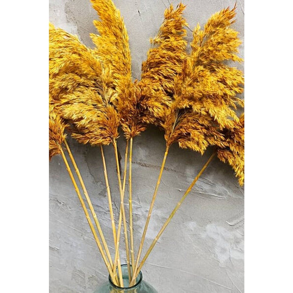 Alyones 8'li Büyük Demet Pampas Sarı 100CM Boyunda - Renkli Diğer Fiyatı