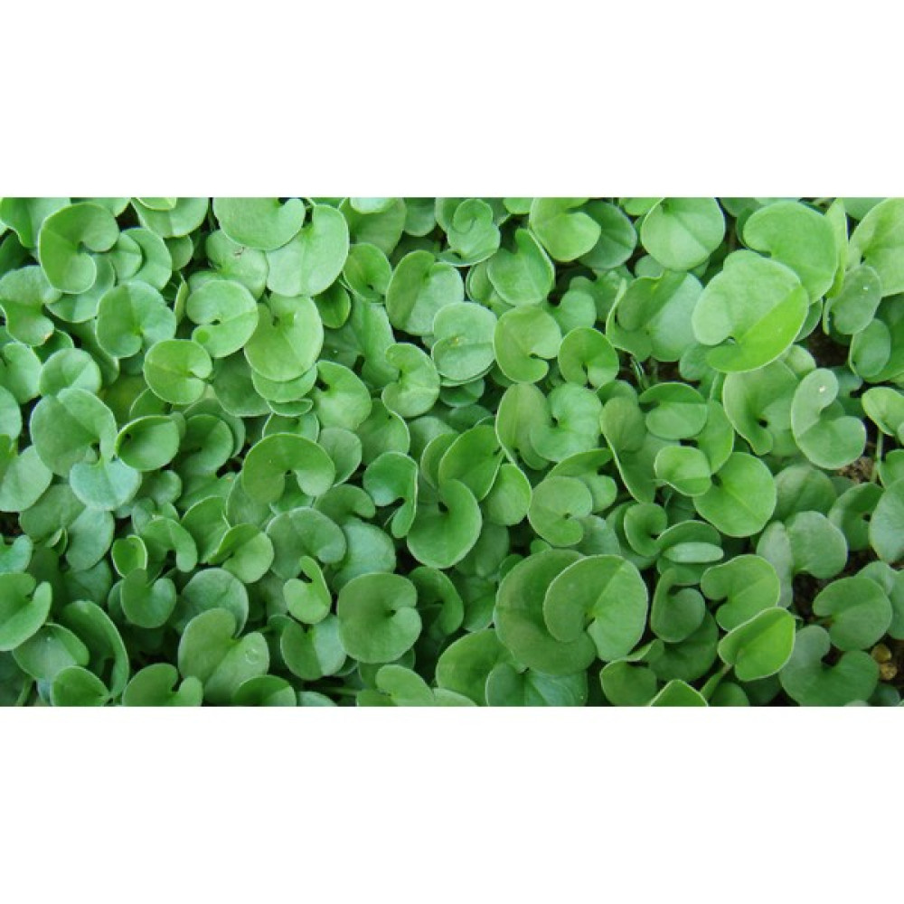 Amasya Natural Garden Dichondra Repens (Fare Kulağı) 1 kg Çim Tohumu Tohum Fiyatı