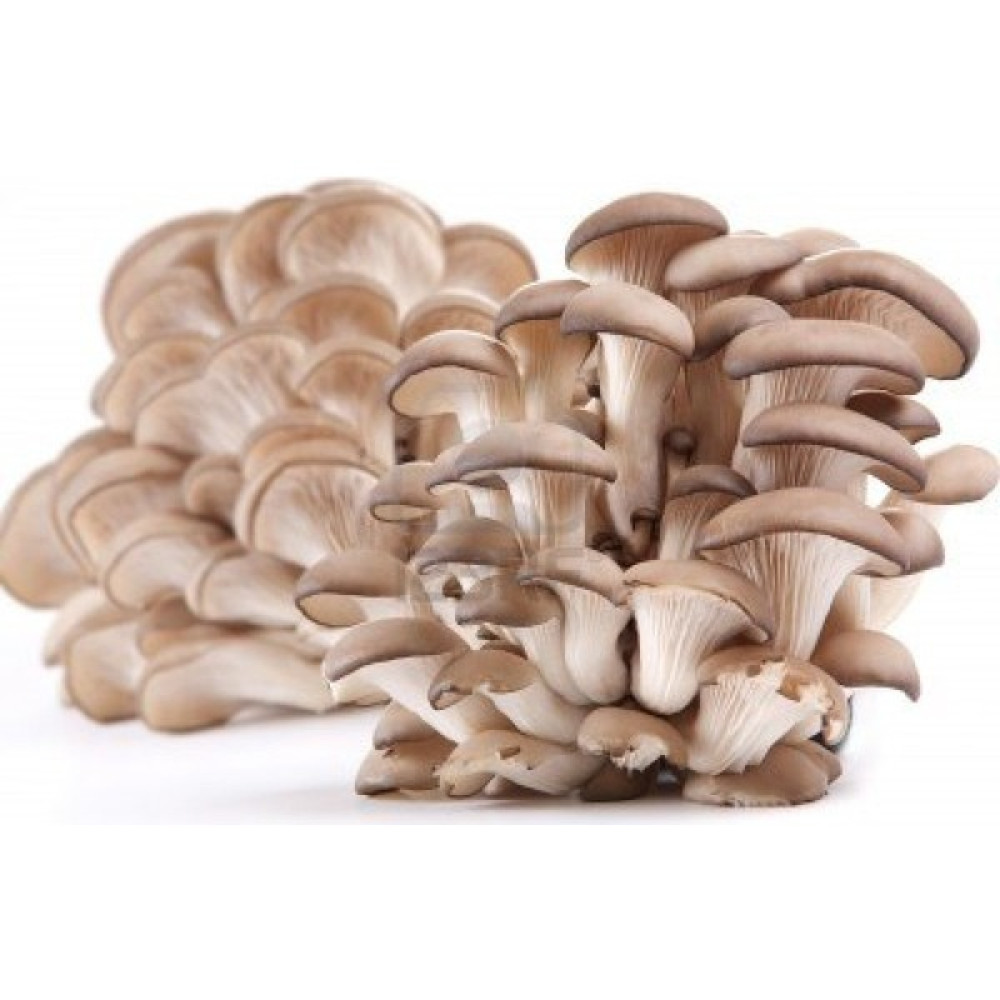 Amazon İstiridye Mantarı Miseli (Tohumu)1 KG Tohum Fiyatı