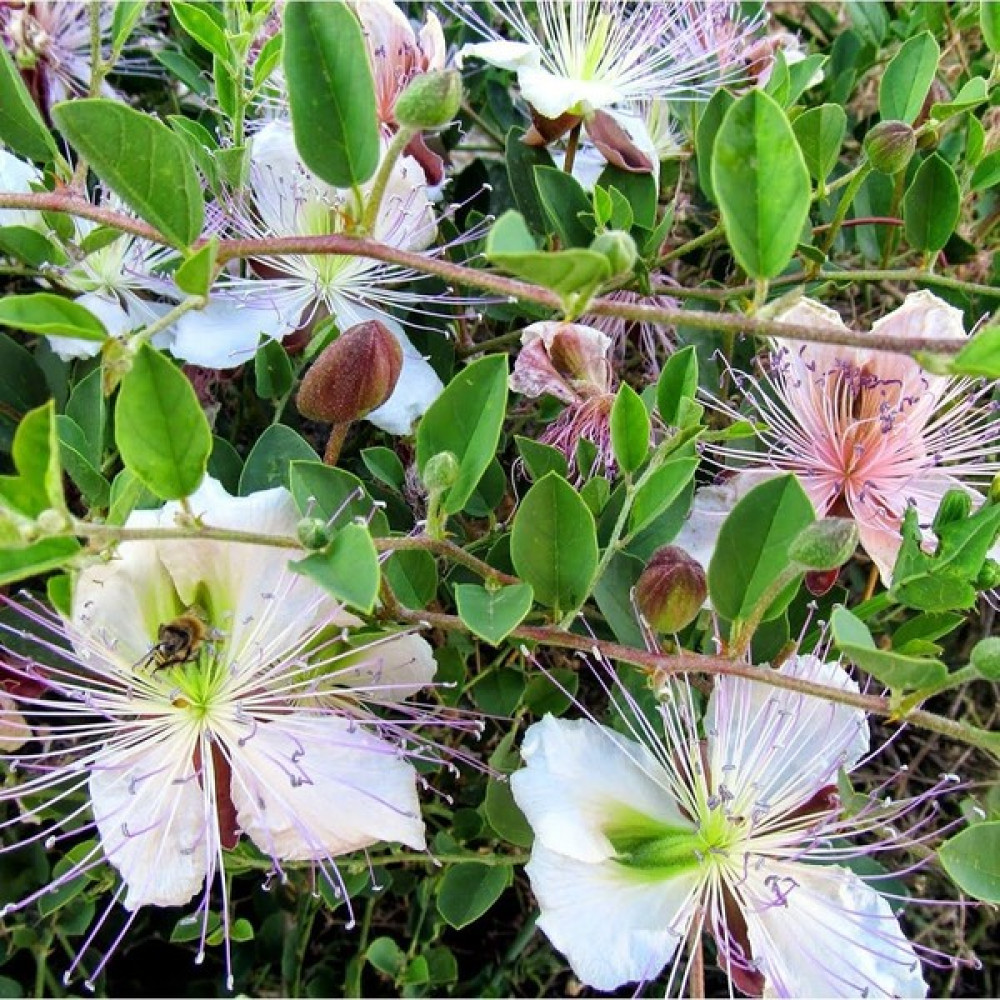 Anamur Naturel Doğal Anadolu Kapari Tohumu (10 Tohum) - 10 Adet Tohum Fiyatı