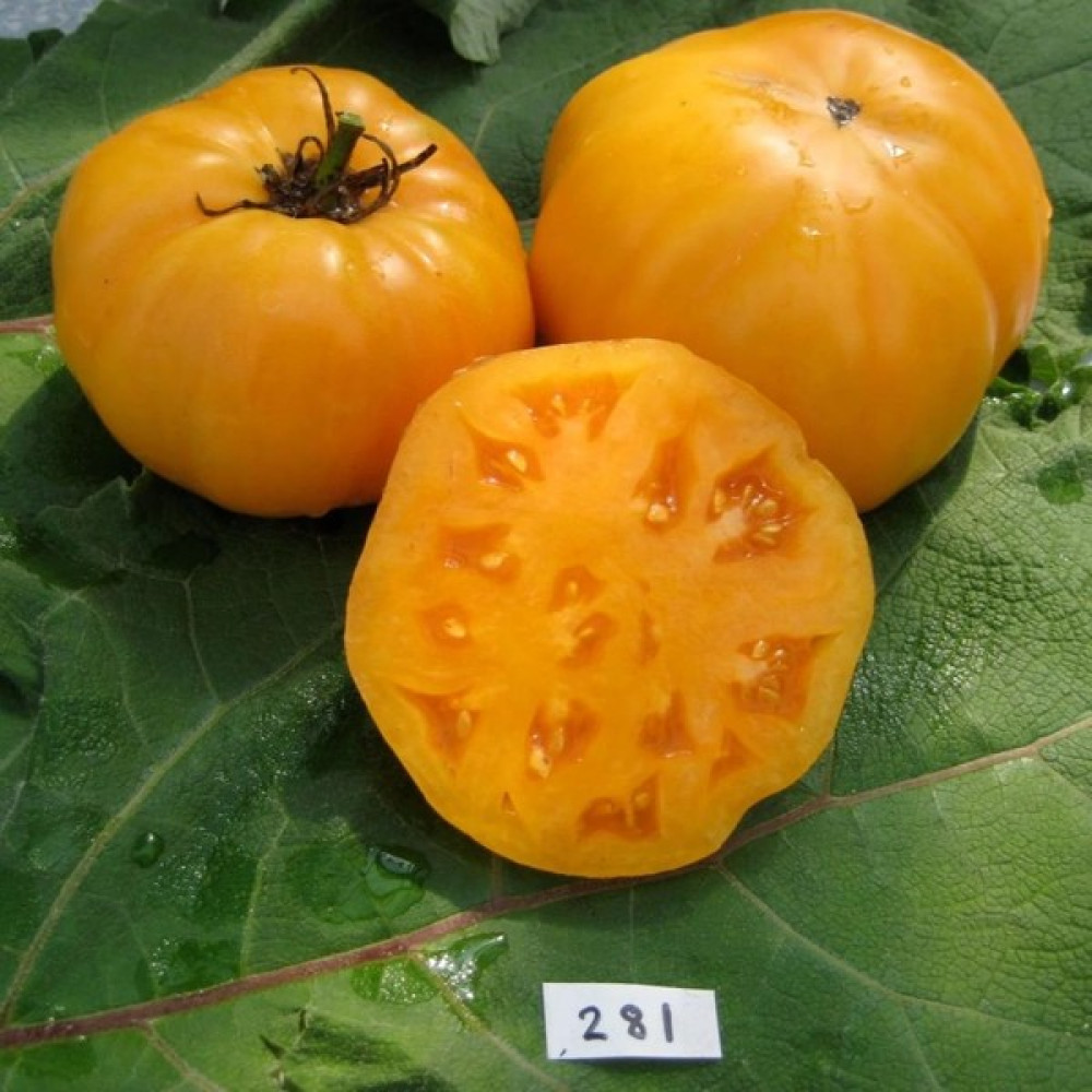 Anamur Naturel Etli Dr.wyche's Sarı Domates Tohumu (15 Tohum) - 15 Adet Oto Boyaları Fiyatı