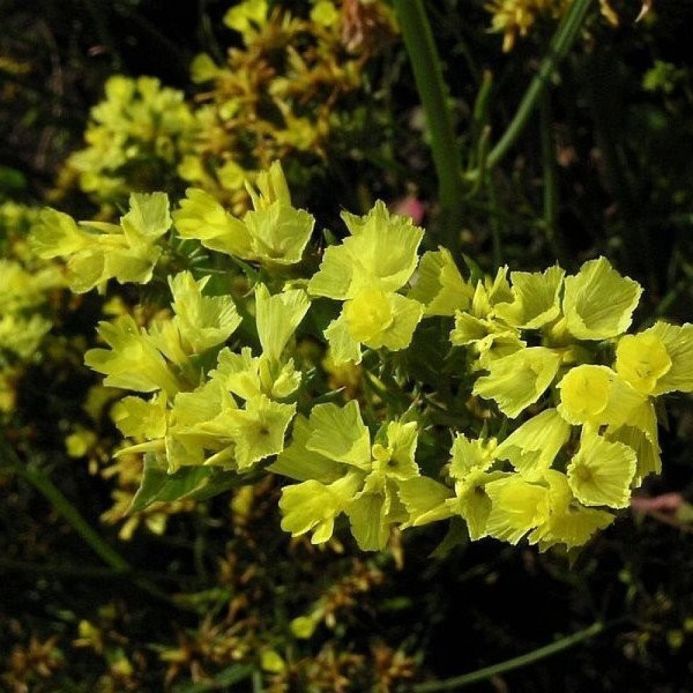 Anamur Naturel Limonium Sinuatum Deep Sarı Deniz Lavantası Tohumu(30 Tohum) - 30 Adet Oto Boyaları Fiyatı