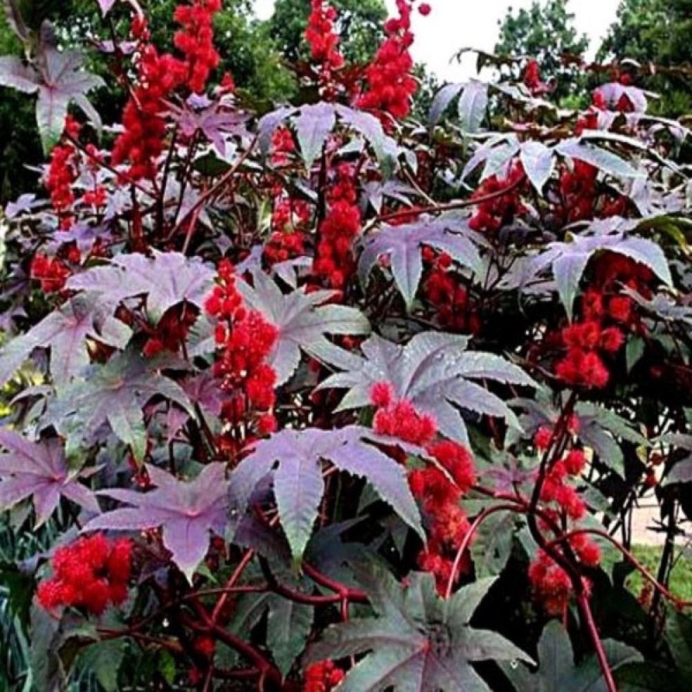 Anamur Naturel Ricinus Communis Kene Çiçeği Tohumu (50 Tohum) - 50 Adet Tohum Fiyatı