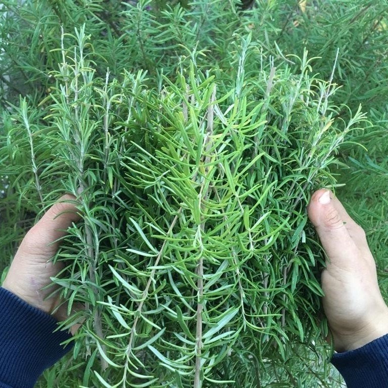 Anamur Naturel Saksılık Abraxas Biberiye Fidesi (3 Adet) Saksı ve Aksesuarları Fiyatı