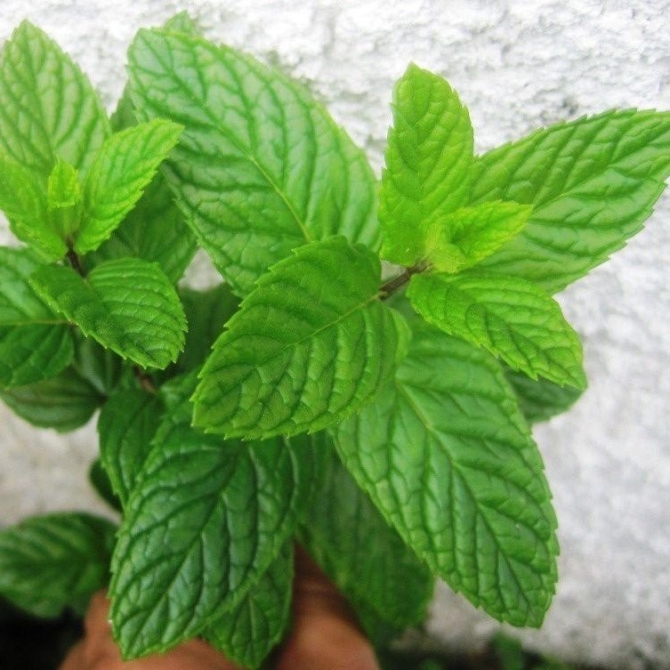 Anamur Naturel Saksılık Geniş Yapraklı Yeşil Nane Fidesi (5 Adet) Saksı ve Aksesuarları Fiyatı