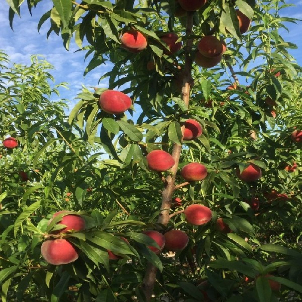 Anamur Naturel Tüplü Aşılı Yarıbodur Güçlü Gelişen Tastired Şeftali Fidanı Oto Boyaları Fiyatı