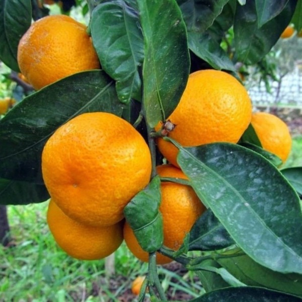 Anamur Naturel Tüplü Aşılı Yöresel Kokulu Bodrum Mandalina Fidanı Fidan Fiyatı