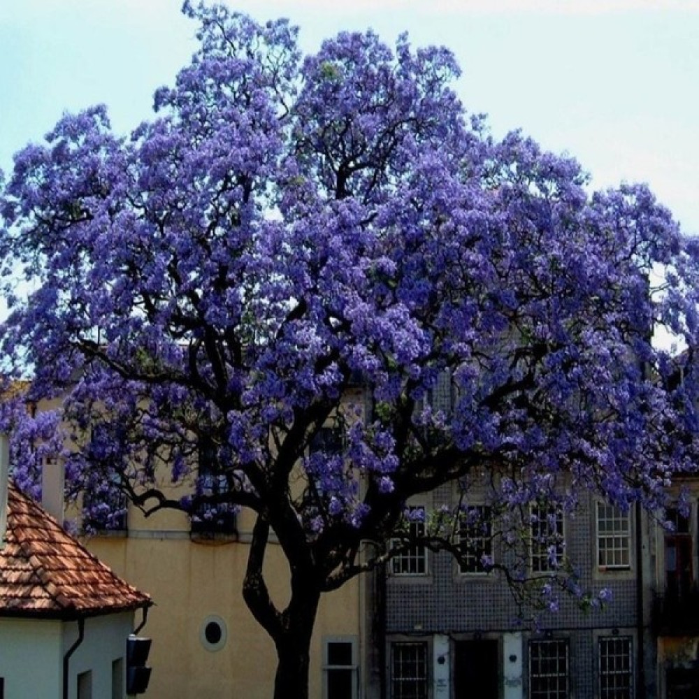 Anamur Naturel Tüplü Mor Çiçekli Paulownia Ağacı Fidanı (40-60 Cm) Fidan Fiyatı