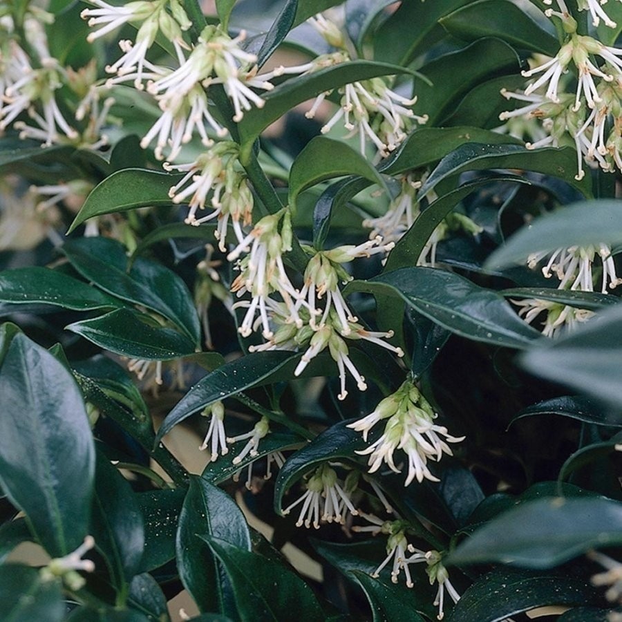 Anamur Naturel Tüplü Yoğun Kokulu Parfüm Çiçeği Sarcococca Fidanı Parfümler Fiyatı