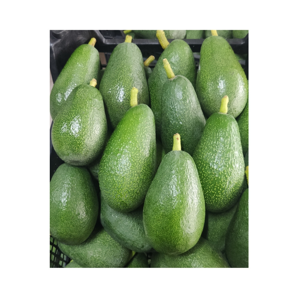 ANAMURMEYVECİM 1 Kg Orta Boy Fuerta Cinsi Avokado-taze Yeni Hasat Meyve Fiyatı