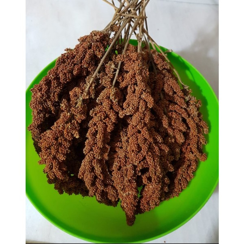 Ankara Yem Evim Tilkikuyruğu Kızıl Dal Darı 1 Kg Evcil Hayvan Ürünleri Fiyatı