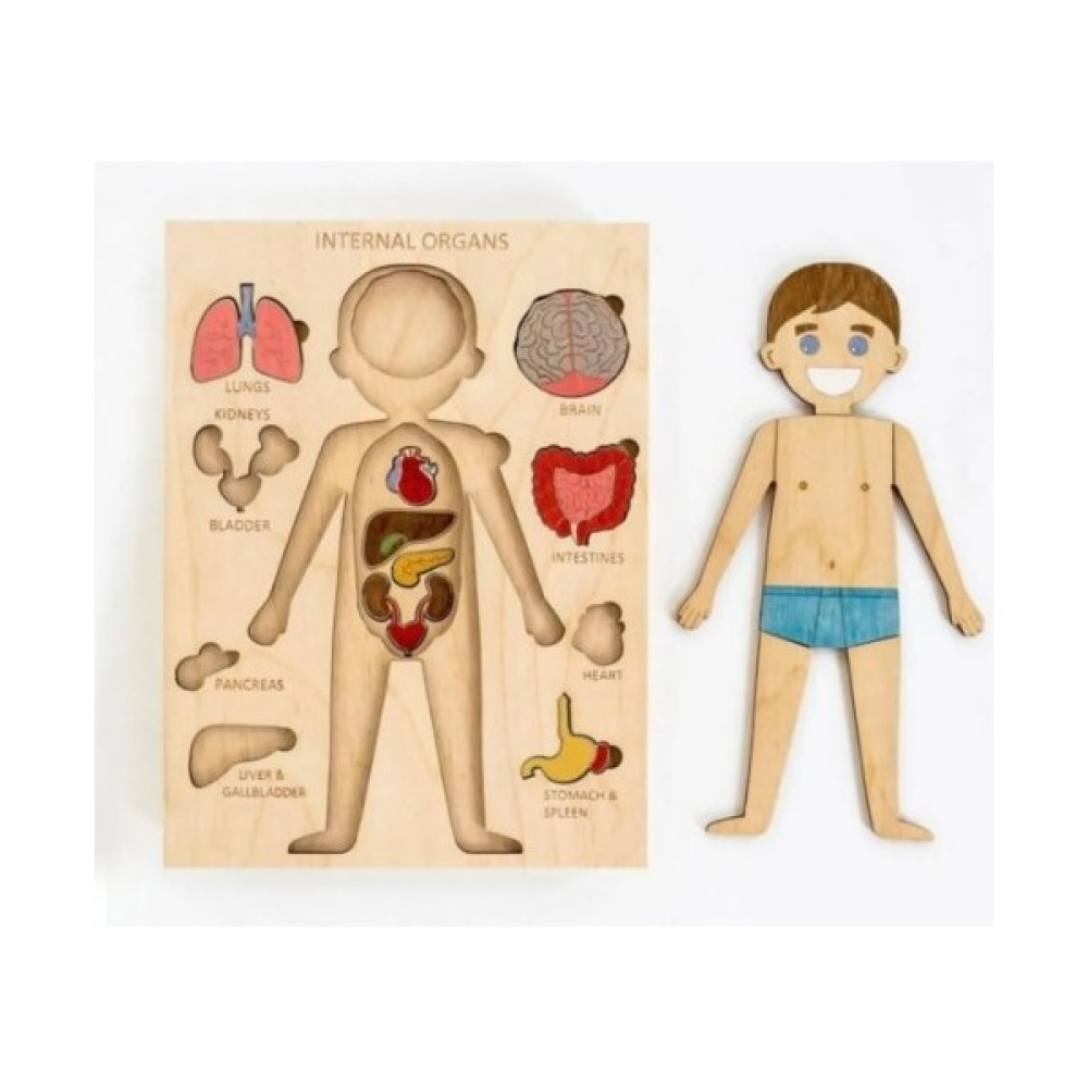 Ankebut Boyanabilir Ahşap Erkek Vücudu ve Organları Yapboz Puzzle Bebek Oyuncakları Fiyatı