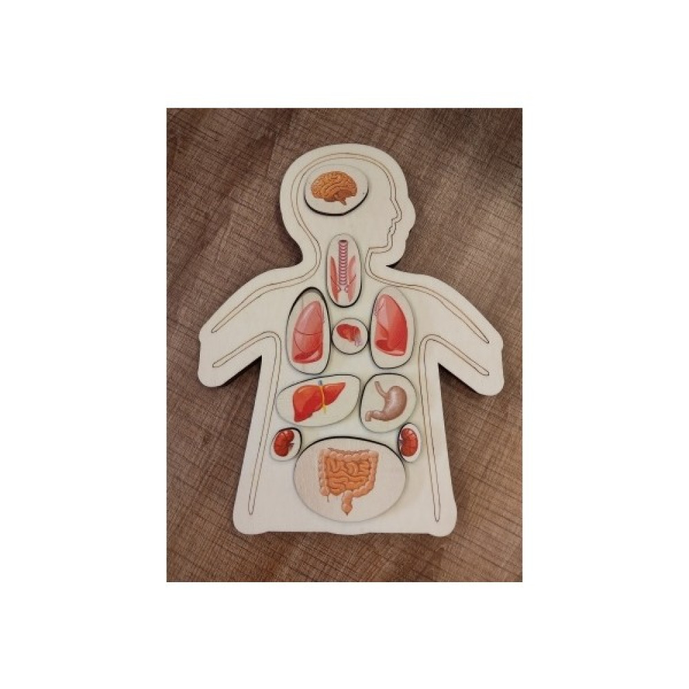 Ankebut Renkli Organlar Puzzle Bebek Oyuncakları Fiyatı