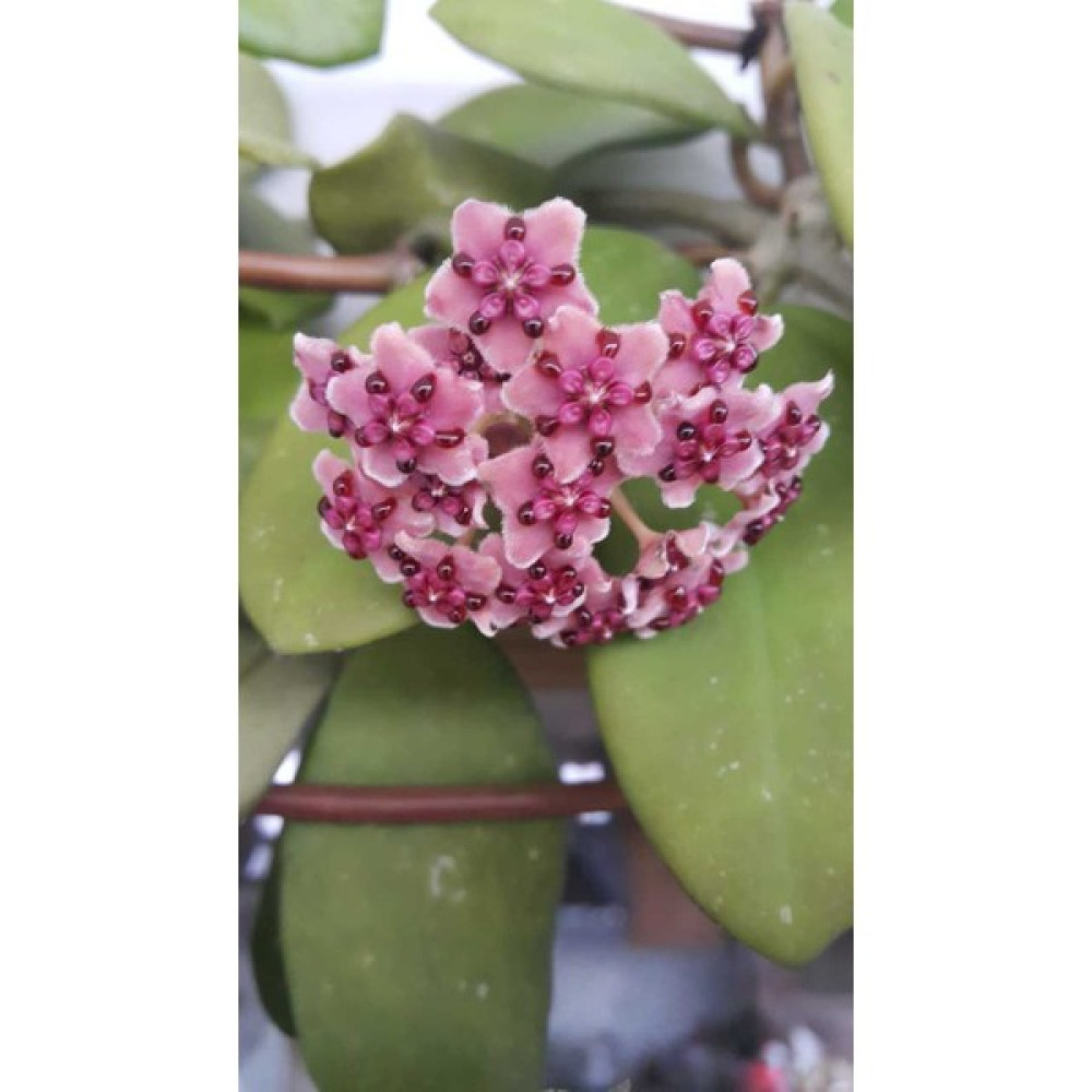Antalya Tropikal Hoya Diversifolia. Kokulu Mum Çiçeği 10 - 30 cm Boyda Orta Boy, Güçlü Sürgünlü, Saksıda Köklü Gelişmekte ( Kod:Mum 10B) Bitki Fiyatı