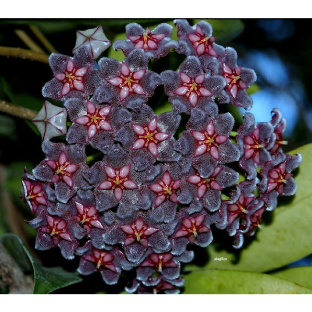 Antalya Tropikal Hoya Pubicalyx Black Dragon - Yoğun Kokulu Mum Çiçeği 2 Yaprak Toprak Da Surgunlu Köklü Çelik (Kod:New130A) Bitki Fiyatı