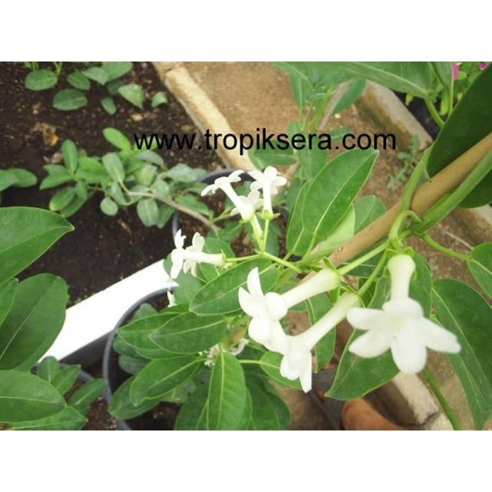 Antalya Tropikal Kod: Y27 Madagaskar Yasemin madagascar Jasmine Stephanotis Floribunda ( 60 - 100 cm Boyda ) Bitki Fiyatı