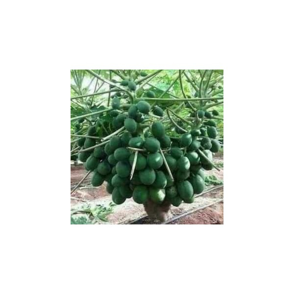 Antalya Tropikal Tüplü Tropikal Papaya (Ağaç Kavunu) Fidanı 3 Yaş - 0l Fidan Fiyatı