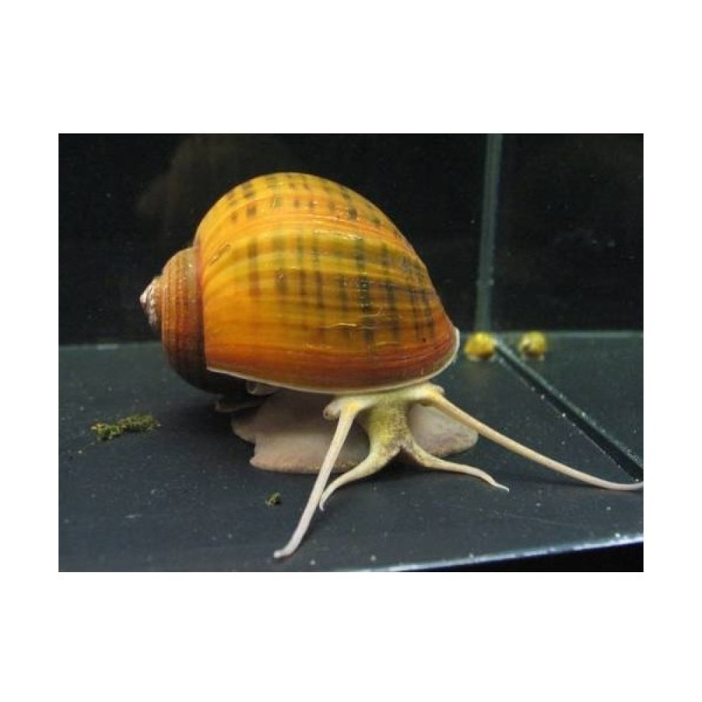 Antvaryum Elma Snail 3'lü Moss Evcil Hayvan Ürünleri Fiyatı