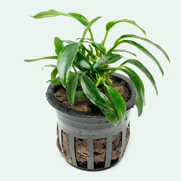 Anubias Chili Jalapeno Saksı Canlı Bitki Saksı ve Aksesuarları Fiyatı
