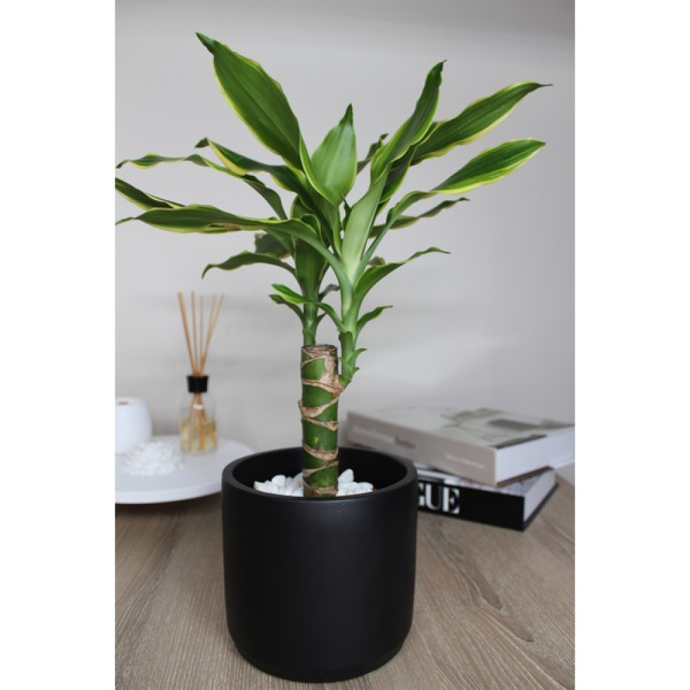 Apricity Dekoratif Büyük Boy Silindir Beton Saksı / 13 cm - Siyah Saksı ve Aksesuarları Fiyatı