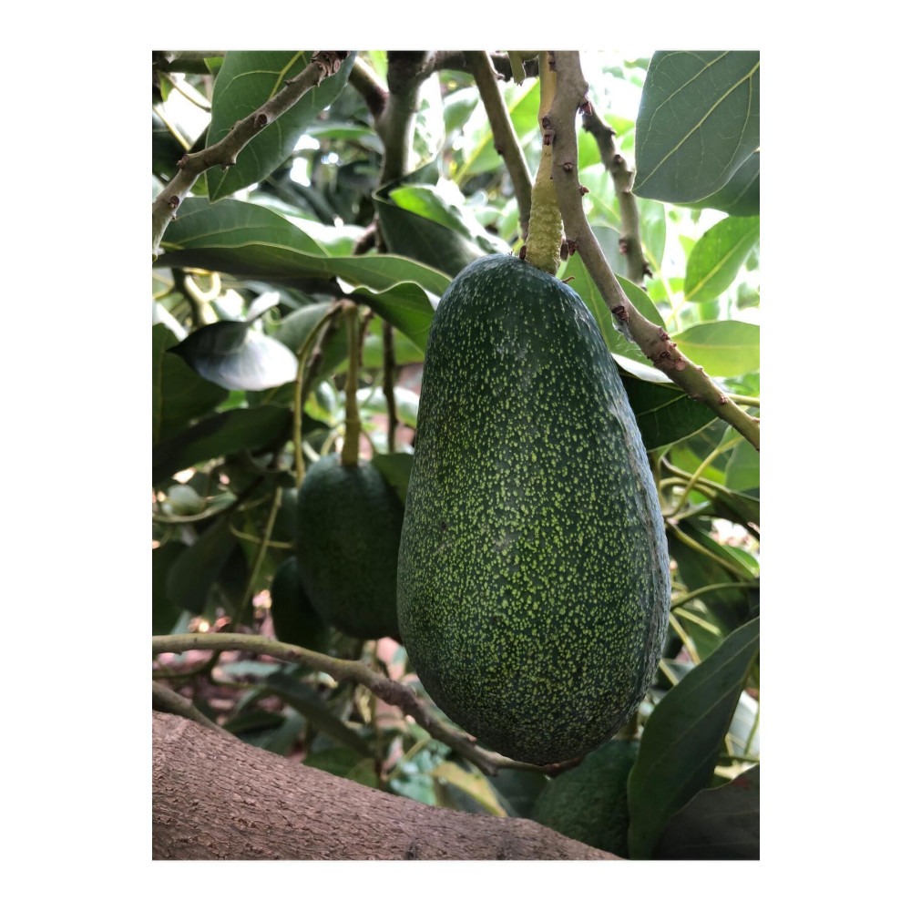 ARI ORGANİK Avokado 1kg (140GR-250GR ARASI)(TAZE HASAT 5-8 ADET) Meyve Fiyatı