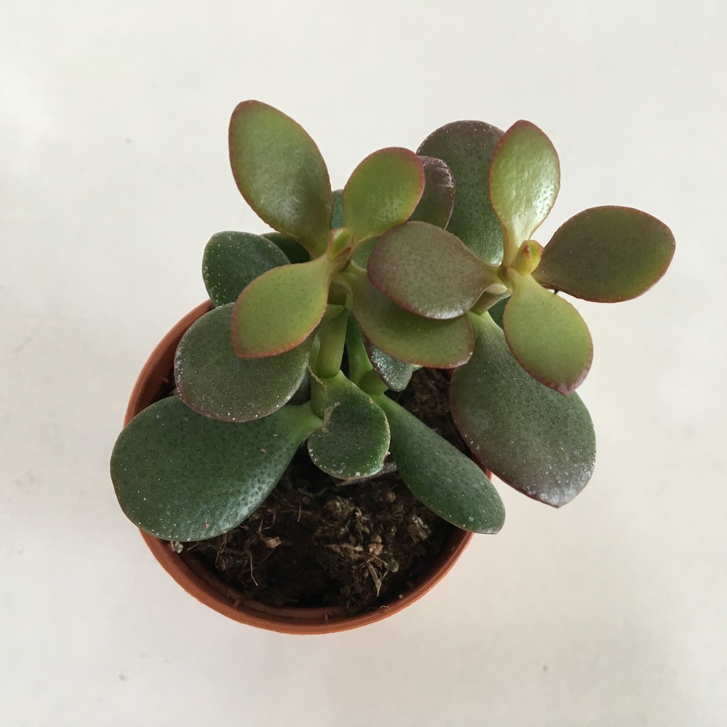 Armen Crassula Ovata Para Ağacı Diğer Fiyatı