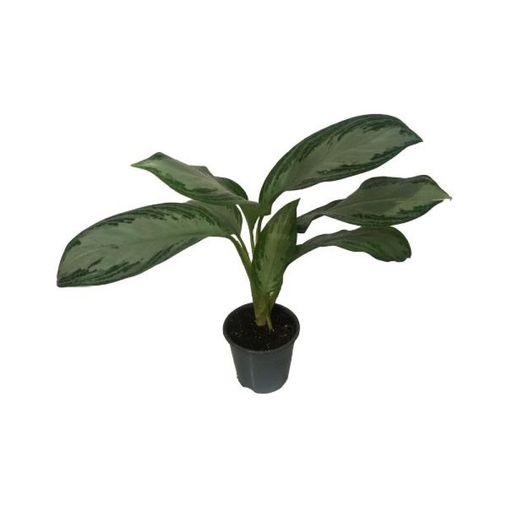 Armenbotanik Aglaonema 'silver Bay' (55 cm Uzunluğunda) - 55 cm Bitki Fiyatı