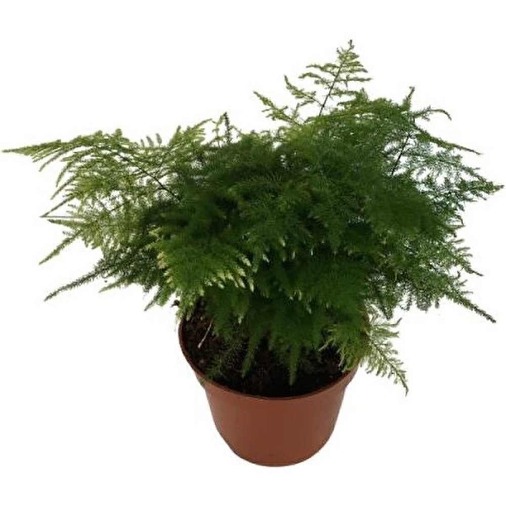 Armenbotanik Asparagus Tül Kuşkonmaz Çiçeği Bitki Fiyatı