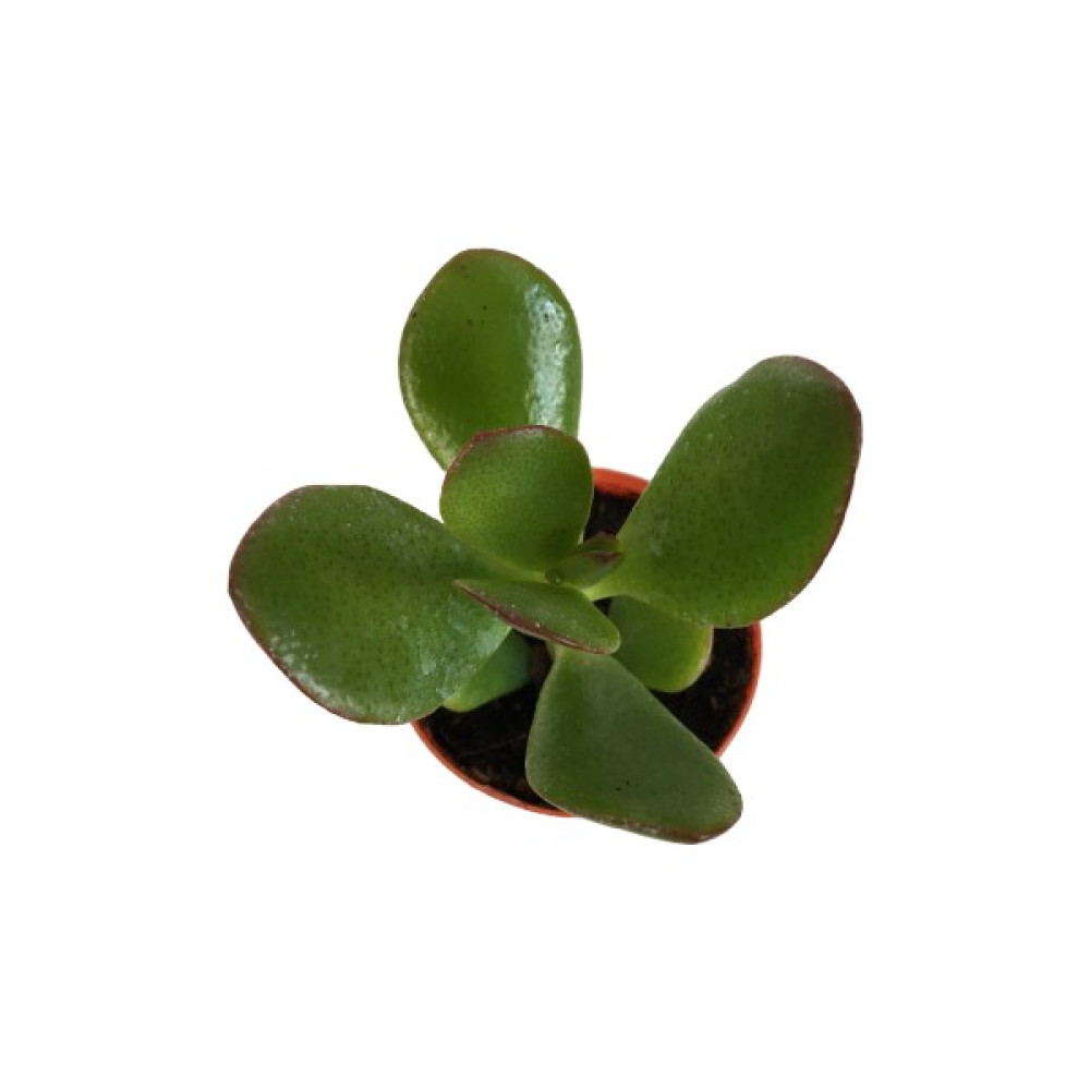 Armenbotanik Crassula Ovata Sunset - Para Ağacı - Mini Boy (5,5 Luk) Bitki Fiyatı