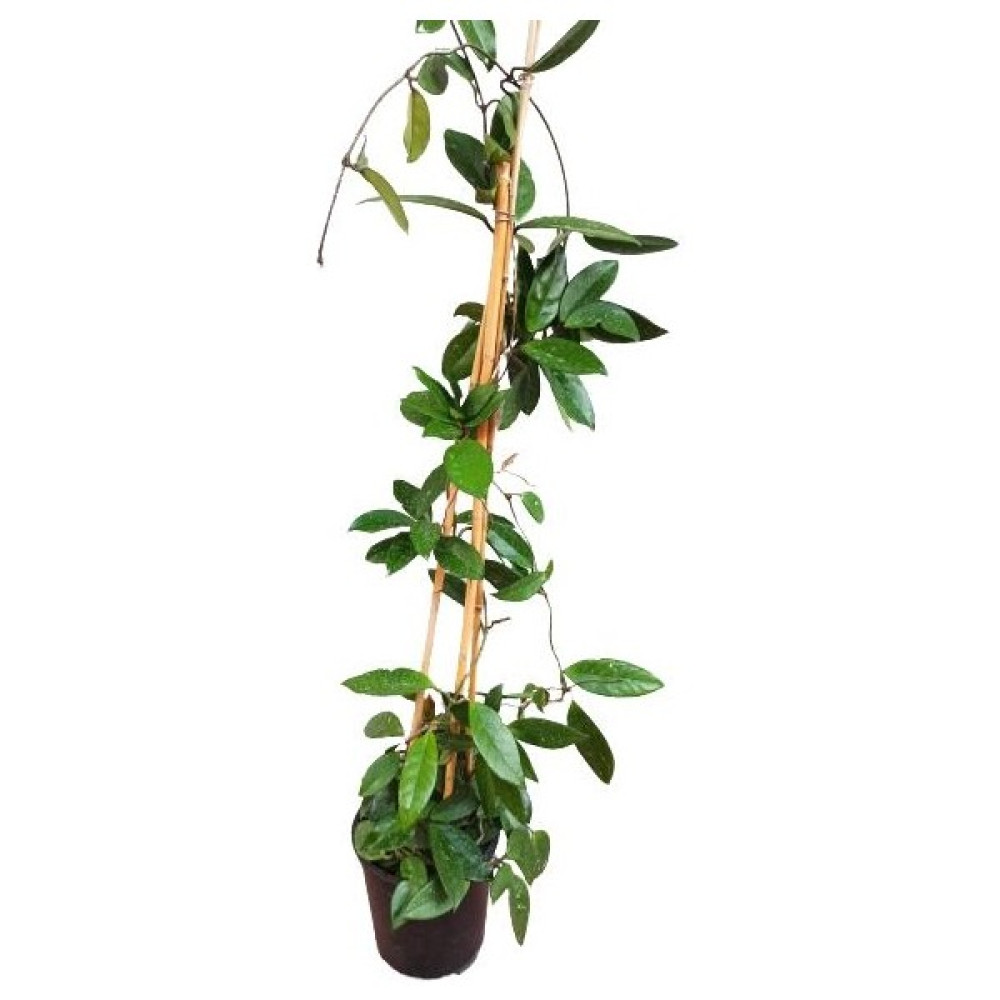 Armenbotanik Ithal Mum Çiçeği 170-180 cm Bitki Fiyatı