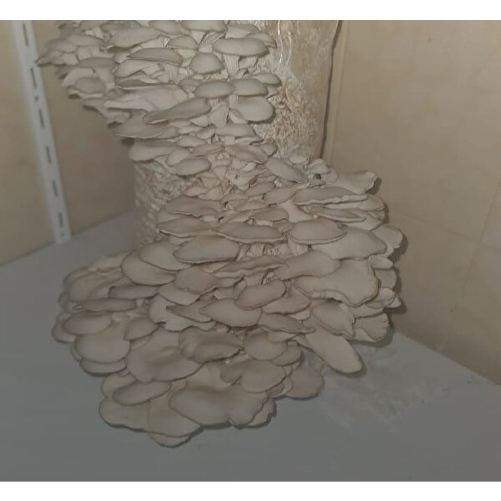 Arnego 12 Lt 6 kg Istiridye Mantarı Miseli Tohum Kompostu Mantar Vermeye Hazır Durumda - 20000 Adet Tohum Fiyatı